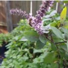 Basil Seeds Blue Spice heavily fragrant with an air of vanilla 100 PCS Seeds Basil Seeds Blue Spice heavily fragrant with an air of vanilla 100 PCS Seeds