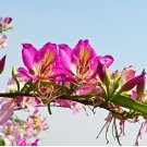 Bauhinia Seeds,Cercis chinensis, Bonsai Flower 30 PCS Seeds