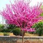 Bauhinia Seeds,Cercis chinensis, Bonsai Flower 30 PCS Seeds