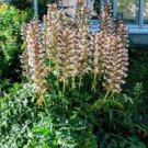 Bear's Breeches Plant 10 PCS Seeds Bear's Breeches Plant 10 PCS Seeds