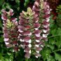 Bear's Breeches Plant 10 PCS Seeds