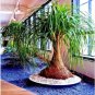 BEAUCARNEA recurvata Ponytail Palm 5 PCS Seeds