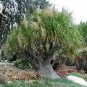 BEAUCARNEA recurvata Ponytail Palm 5 PCS Seeds