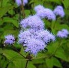 Beautiful Ageratum Conyzoides Seeds Bonsai 60 PCS Seeds
