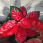 Beautiful Aglaonema 'Pink Dud' Mosaic Plants Flower Rare Living Rooms 100 PCS Seeds