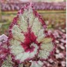 Beautiful Begonia,Rare Begonia Bonsai Flower Flowers 120 PCS Seeds