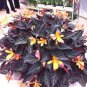 Beautiful Begonia,Rare Begonia Bonsai Flower Flowers 120 PCS Seeds