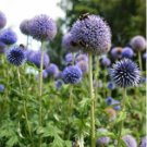 Beautiful Blue Thistle Flower 50 PCS Seeds