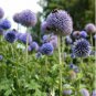 Beautiful Blue Thistle Flower 50 PCS Seeds