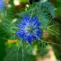 Beautiful Blue Thistle Flower 50 PCS Seeds