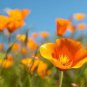 Beautiful California Poppy Flowers 50 PCS Seeds