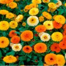 Beautiful Colorful Calendula Offcinalis 60 PCS Seeds