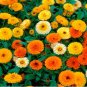 Beautiful Colorful Calendula Offcinalis 60 PCS Seeds