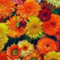 Beautiful Colorful Calendula Offcinalis 60 PCS Seeds