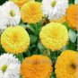 Beautiful Colorful Calendula Offcinalis 60 PCS Seeds