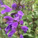 Beautiful Dracocephalum Moldavica Flower 20 PCS Seeds