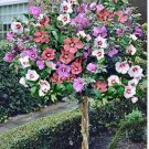 Beautiful Dwarf Sharon Flowers 50 PCS Seeds