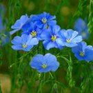 Beautiful Flower Blue Flax 30 PCS Seeds Beautiful Flower Blue Flax 30 PCS Seeds
