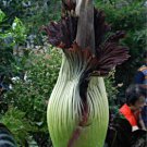 Beautiful Flower of Indonesia,The World's Largest Flower,Corpse Flower 10 PCS Seeds