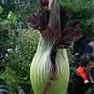 Beautiful Flower of Indonesia,The World's Largest Flower,Corpse Flower 10 PCS Seeds
