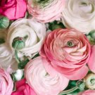 Beautiful Flowering Blubs Ranunculus Persian Buttercup 20 PCS Seeds