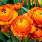 Beautiful Flowering Blubs Ranunculus Persian Buttercup 20 PCS Seeds