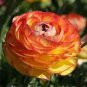 Beautiful Flowering Blubs Ranunculus Persian Buttercup 20 PCS Seeds