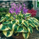 Beautiful Hosta Bonsai Plants, Perennials Lily Flower 100 PCS Seeds