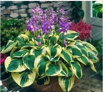 Beautiful Hosta Bonsai Plants, Perennials Lily Flower 100 PCS Seeds