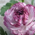 Beautiful Flowering Blubs'Ranunculus-Persian Buttercup' 20 PCS Seeds