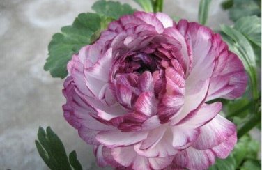 Beautiful Flowering Blubs'Ranunculus-Persian Buttercup' 20 PCS Seeds