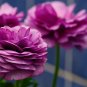 Beautiful Flowering Blubs'Ranunculus-Persian Buttercup' 20 PCS Seeds