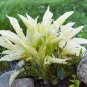 Beautiful Hosta Fragrant Plantain Lily Bonsai Perennial Flower 200 PCS Seeds