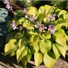 Beautiful Hosta Plants 150 PCS Seeds