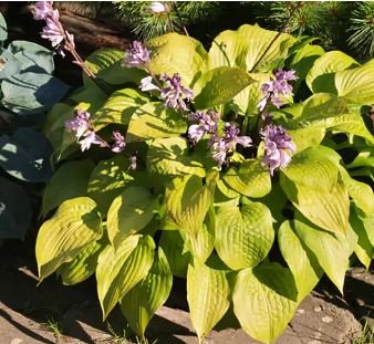 Beautiful Hosta Plants 150 PCS Seeds