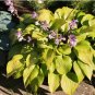 Beautiful Hosta Plants 150 PCS Seeds