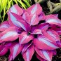 Beautiful Hosta Plants 150 PCS Seeds
