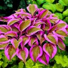 Beautiful Hosta Bonsai, Perennials Lily Flower Shade Hosta Flower 150 PCS Seeds