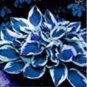 Beautiful Hosta Bonsai, Perennials Lily Flower Shade Hosta Flower 150 PCS Seeds