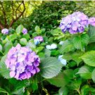 Beautiful Hydrangea Flores Bonsai Plant for Home Garden Have Various Color 20 PCS Seeds Beautiful Hydrangea Flores Bonsai Plant for Home Garden Have Various Color 20 PCS Seeds