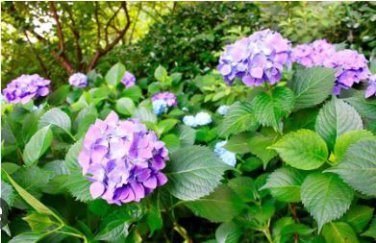 Beautiful Hydrangea Flores Bonsai Plant for Home Garden Have Various Color 20 PCS Seeds