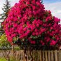 Beautiful Hydrangea Flores Bonsai Plant for Home Garden Have Various Color 20 PCS Seeds