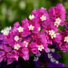Beautiful Limonium Valentine flower 50 PCS Seeds