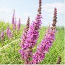 Beautiful Lythrum Salicaria Flowers 50 PCS Seeds