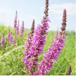 Beautiful Lythrum Salicaria Flowers 50 PCS Seeds