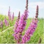Beautiful Lythrum Salicaria Flowers 50 PCS Seeds