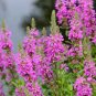 Beautiful Lythrum Salicaria Flowers 50 PCS Seeds