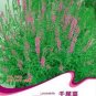 Beautiful Lythrum Salicaria Flowers 50 PCS Seeds