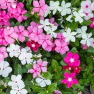 Beautiful Periwinkle Flowers 20 PCS Seeds