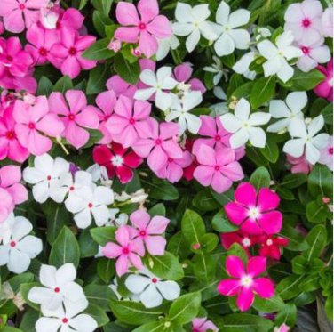 Beautiful Periwinkle Flowers 20 PCS Seeds